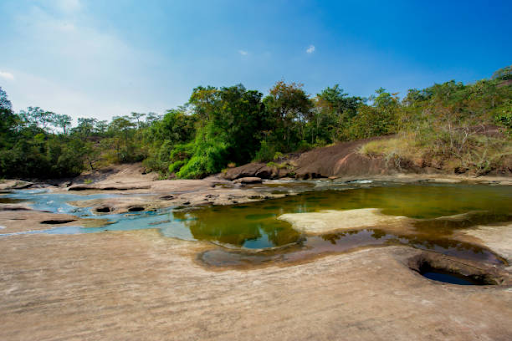 photo of a wild water buffalo in Indravati National Park